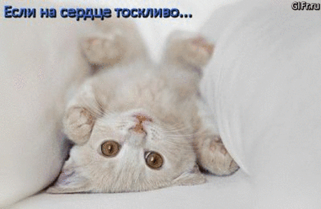 слайд котяток
