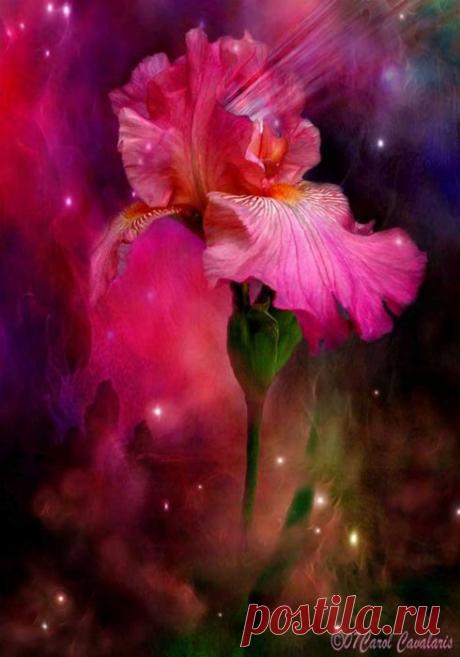 110216238_large_1392313222_yazykcvetovcarolcavalaris38.jpg (490×700)