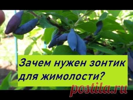 Зачем нужен зонтик для жимолости