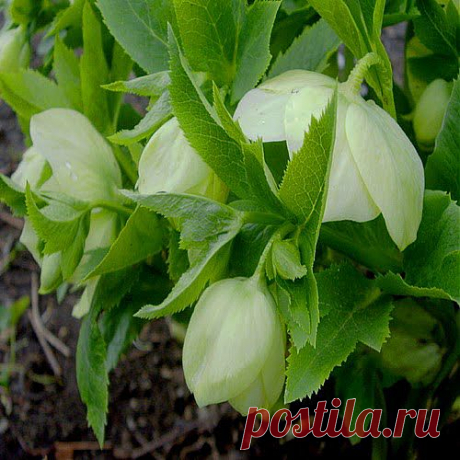 Травы для женщин | Друг пенсионера
Здравствуйте! Я травница, хожу в тайгу и хочу расска­зать вам о прекрасных травах, кото­рые растут в моем краю. Многие лю­ди излечились с их помощью и бла­годарят за это Бога и Природу-матушку.