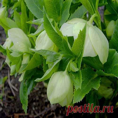 Травы для женщин | Друг пенсионера
Здравствуйте! Я травница, хожу в тайгу и хочу расска­зать вам о прекрасных травах, кото­рые растут в моем краю. Многие лю­ди излечились с их помощью и бла­годарят за это Бога и Природу-матушку.