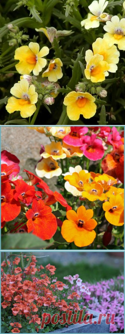 Немезия посадка и уход в открытом грунте, роль сорта в ландшафтном дизайне, выращивание и размножение