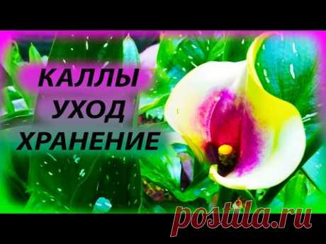 КАЛЛЫ уход выращивание. Как сохранить каллы зимой. Как выращивать каллы. Когда выкапывать каллы.