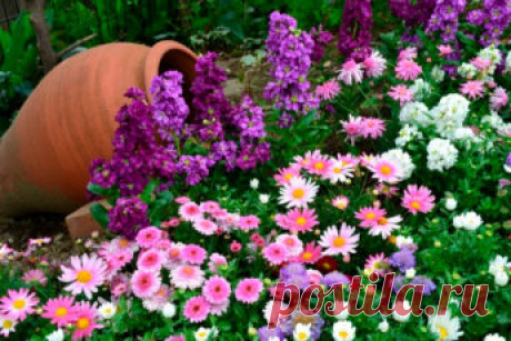 Красивые клумбы в саду: 50+ фото и идеи по оформлению