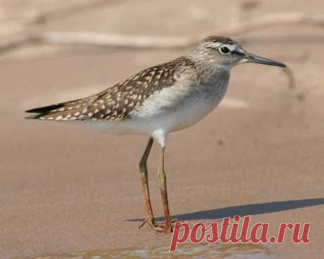 КТО РОДИЛСЯ СЕГОДНЯ?
 11 сентября
Ваш тотем Кулик Фифи.