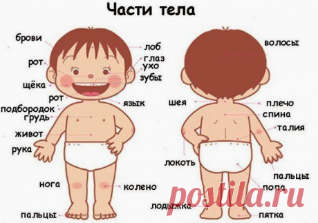 БЛОГ ПОЛЕЗНОСТЕЙ: Загадки про части тела