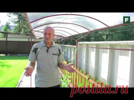 Виноград под козырьком. Технологии выращивания // FORUMHOUSE