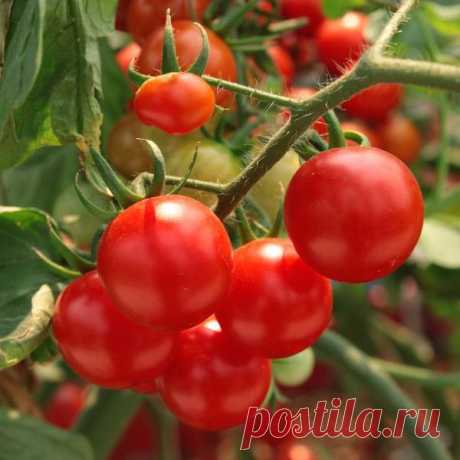 Полив и подкормка томатов: все, что необходимо знать!