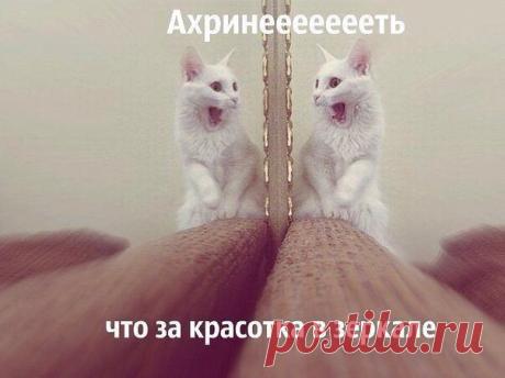 ПРИШЛА ВЕСНА. КОТЫ РАСПУСТИЛИСЬ