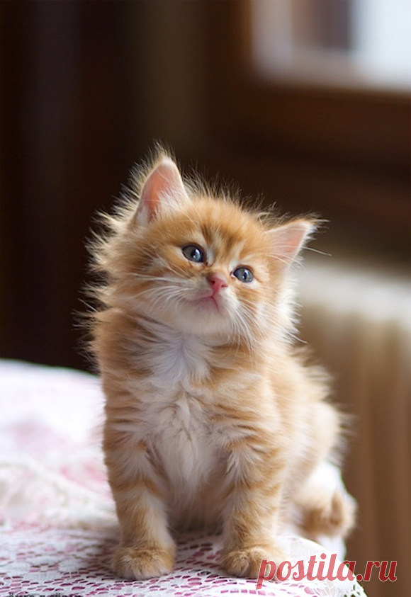 meow