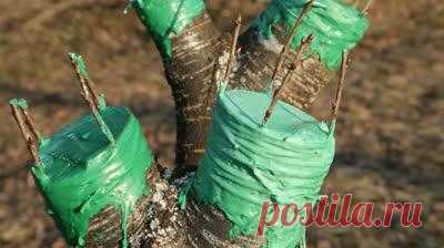 Это важно успеть! Весна – самое горячее время для садовода