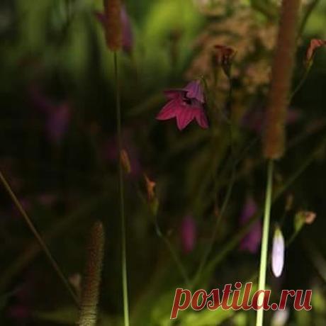 #ночь , #цветы, #закат, #взгляд, #ночнойвзгляд, #идемВместе с Leni Arhangelskaya Полевые цветы светятся по ночам. #такоелето