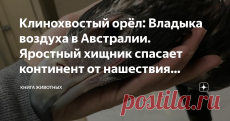 Клинохвостый орёл: Владыка воздуха в Австралии. Яростный хищник спасает континент от нашествия кроликов Ах, родная Австралия... Чем она знаменита среди любителей матушки-природы? Тварями ядовитыми, тварями уникальными и тварями неуместно завезёнными. Последние успели знатно нашкодить на континенте, но и на них нашлась своя управа. И имя ей — клинохвостый орёл, полноправный властитель небес Австралии. Рассуждая об ареале клинохвостого орла, на ум пришла интерпретация анекдо...
