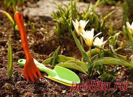 16 САМЫХ ВАЖНЫХ РАБОТ МАРТА (а он уже не за горами)

1. Приступите к выращиванию рассады помидоров, перцев, баклажанов. Засыпьте кассеты или ящики приобретенной грунтосмесью и посейте на глубину 1,5 см - по одному семечку в ячейку. При появлении всходов раз в 2-3 дня поворачивайте их к окну, чтобы сеянец не наклонялся к свету. Обязательно нужно снизить температуру, чтобы подсемядольное колено не вытянулось. При появлении 1-2 настоящего листка пикируйте в торфоперегнойные и...