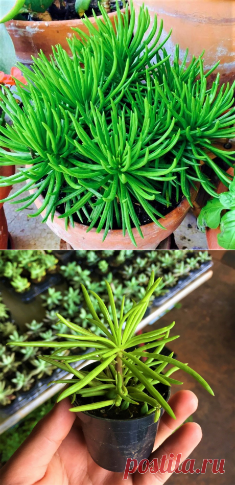 Senecio Barbertonicus - Suculenta - Jardim Exótico - O maior portal de mudas do Brasil.