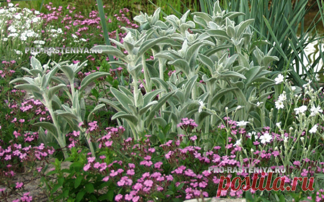 Чистец шерстистый (Стахис, Stachys): выращиваем на клумбе и в альпинарии. Фото - Сайт о растениях