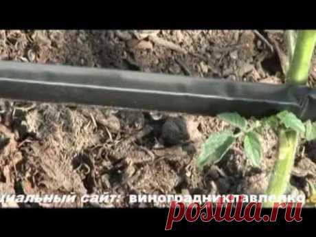 Полив виноградных кустов