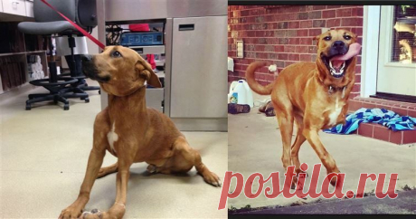 16 собак до и после того, как их забрали из приюта / Питомцы