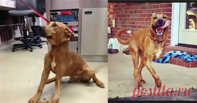 16 собак до и после того, как их забрали из приюта / Питомцы