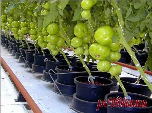 Томаты в ведрах