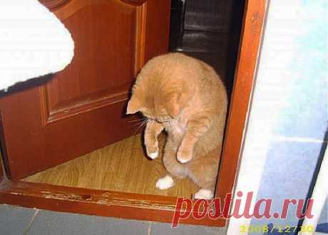 Кот (Котофул комьюнити): - cherepaschuk@mail.ru - Почта Mail.Ru
