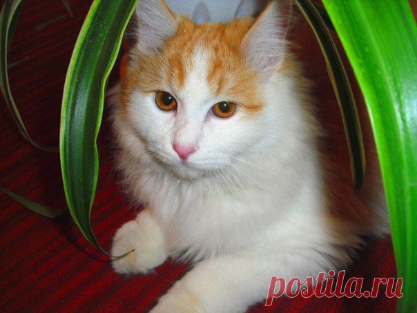 Фото любимого кота
