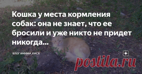 Кошка у места кормления собак: она не знает, что ее бросили и уже никто не придет никогда... Кошку выкинули возле рынка к месту, где кормят собак. Кошка сидит там как привязанная, ждет хозяина уже 5 день, она не знает, что ее бросили и уже никто не придет никогда....
Нелюди - когда с них спросят за такие дела???   Кошка  девчонка молодая, с сережками в ушках, ручная, спокойная.
Курирует ее волонтер Марина (хозяйка передержки "Рыжий кот") ей помогает подруга Элла. Вот только увы не смотря