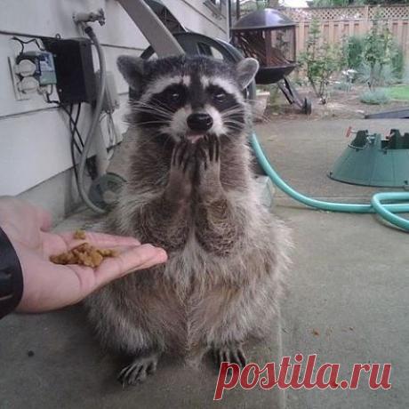 20 милейших енотов, которые никого не оставят равнодушными / Питомцы