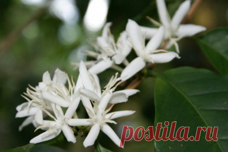 Кофейное дерево. Уход, выращивание, размножение. Комнатные растения. Арабика. Чибо. . Фото.