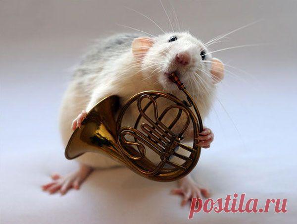 Хвостатые музыканты Элен ван Дилен