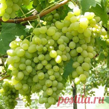 Народная хитрость: чему рад виноград