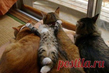 "наследник Тутти!" / Фото-приколы 11 | Funny Photo 11