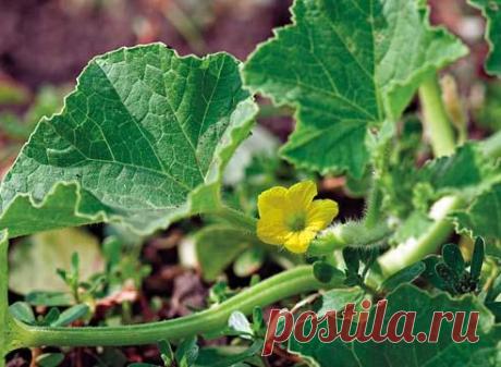 Рассадный способ выращивания дыни на Supersadovnik.ru