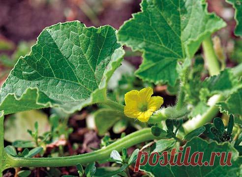 Рассадный способ выращивания дыни на Supersadovnik.ru