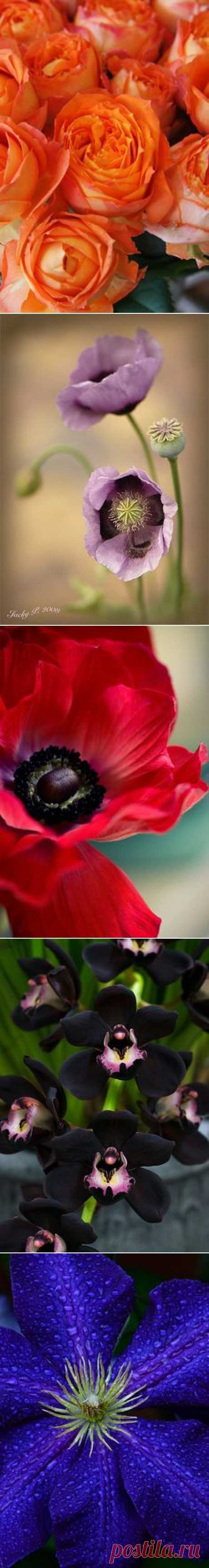FOLHAS, FLORES e FRUTOS