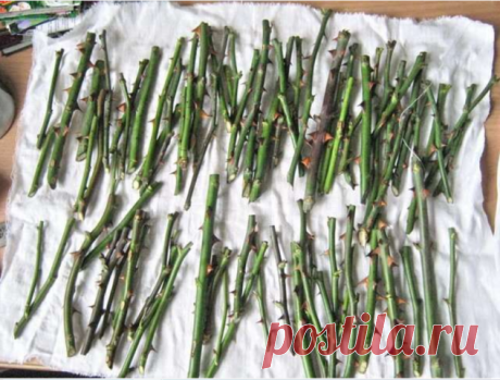 Черенкуем розы – 7 полезных советов

В случае с розами все просто: выращивать их из черенков можно в любое 
время года. 

 1. Черенки не должны быть слишком длинными 
На черенки рекомендуется брать полуодревесневшие побеги. В идеале 
черенок должен содержать 2-3 почки. Но если междоузлия на побегах 
находятся на большом расстоянии друг от друга, то лучше срезать черенки с
 одной почкой. Как правило, длинные черенки укореняются долго и плохо. 

 2. Срезать черенки следует н...