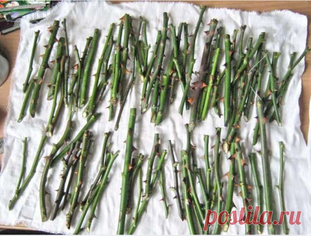 Черенкуем розы – 7 полезных советов

В случае с розами все просто: выращивать их из черенков можно в любое 
время года. 

 1. Черенки не должны быть слишком длинными 
На черенки рекомендуется брать полуодревесневшие побеги. В идеале 
черенок должен содержать 2-3 почки. Но если междоузлия на побегах 
находятся на большом расстоянии друг от друга, то лучше срезать черенки с
 одной почкой. Как правило, длинные черенки укореняются долго и плохо. 

 2. Срезать черенки следует н...