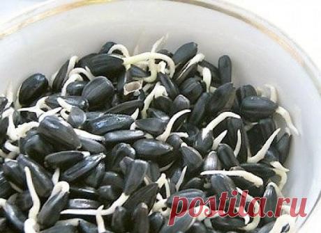 РЕЦЕПТ ДЕДА
 
В 40 лет поставили мне диагноз - рак двенадцатиперстной кишки 3 степени. Готовиться к смерти стал, да один древний дед меня спас и теперь ни одна болезнь меня не берёт, да и семейство своё я выздоровил, тётку тоже от рака спас.  
 
Вот какой рецепт дед тот древний мне дал:  
 
"Берёшь 5 столовых ложек сырых семян подсолнечника (сорт не из "самых-самых", а средний чтобы был по всем характеристикам, не сильно большой, не сильно плоский или толстый).  
 
Сыпешь ...