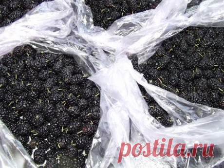 Заморозка шелковицы просто вкусно полезно