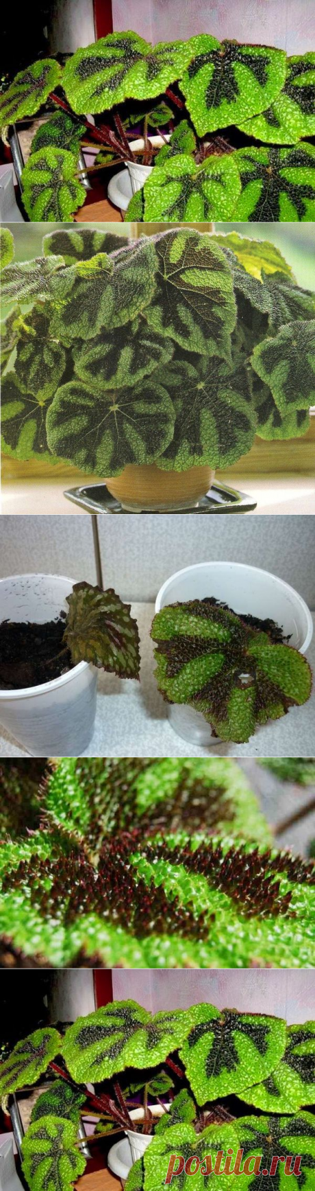 Уход за декоративно-лиственной бегонией Мэсона