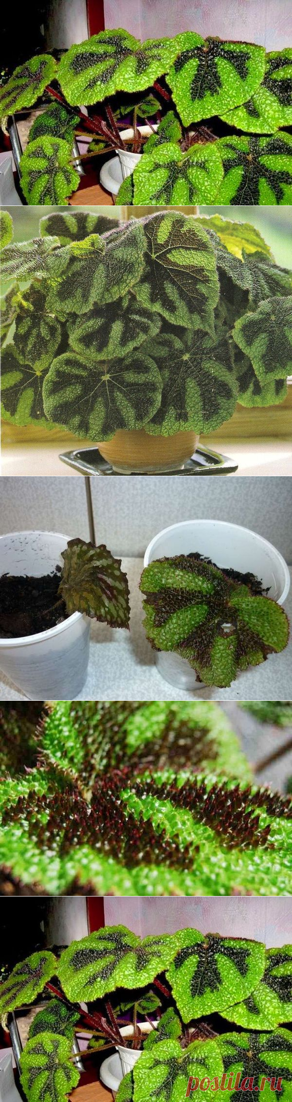 Уход за декоративно-лиственной бегонией Мэсона