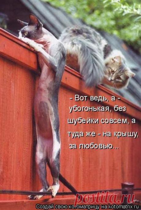 Новая котоматрица для позитива