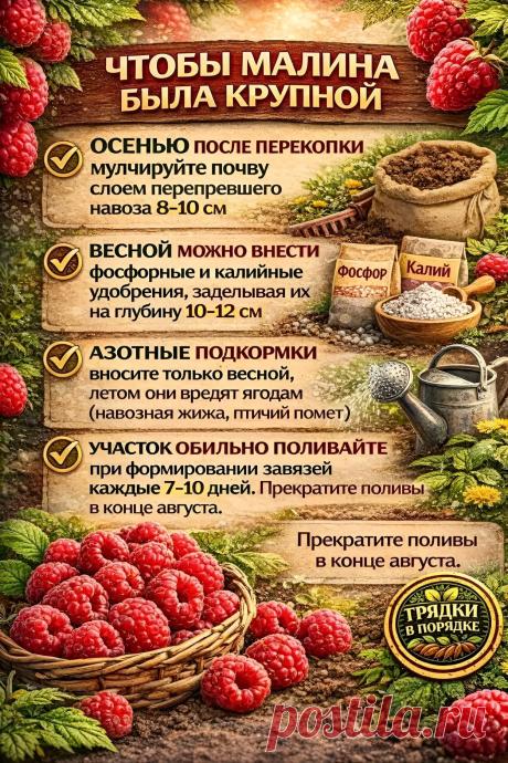 Чтобы малина была крупной