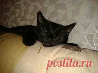 задумчивый котофей