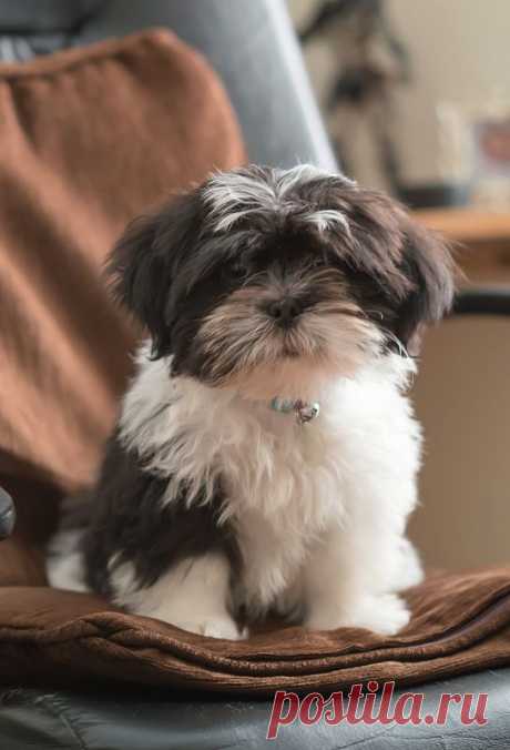 Shih Tzu Puppy | Flickr - Photo Sharing!