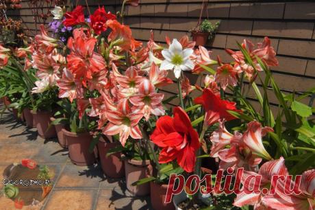 Амариллис – уход в домашних условиях, болезни и вредители, зимовка + фото