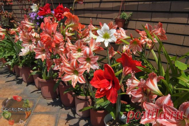 Амариллис – уход в домашних условиях, болезни и вредители, зимовка + фото