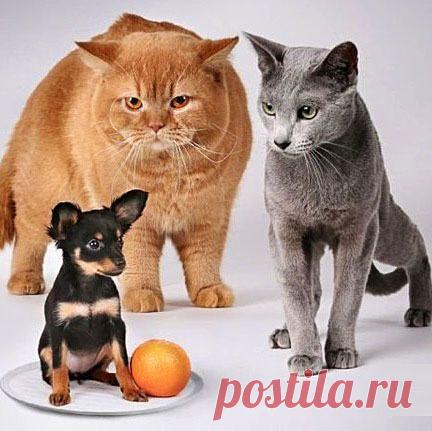 Мой Мир@Mail.Ru