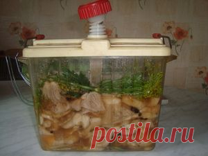 засолка груздей. Рецепт c фото, мы подскажем, как приготовить!