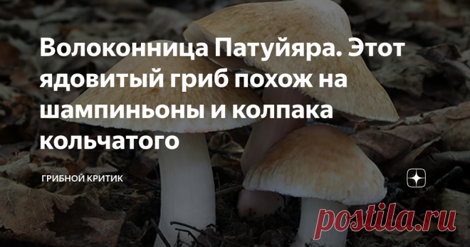 Волоконница Патуйяра. Этот ядовитый гриб похож на шампиньоны и колпака кольчатого В российских лесах растут сотни видов самых разных грибов, встреча с которыми не всегда радует даже опытных грибников. Ведь наряду со съедобными и условно-съедобными (надеюсь никого не задевает за живое это выражение, ведь к таковым относятся грузди, волнушки и другие привычные нам грибы), встречаются и несъедобные, и ядовитые.
Фото Яндекс. Коллекции
И очень наивен тот грибник, который прочитав в
